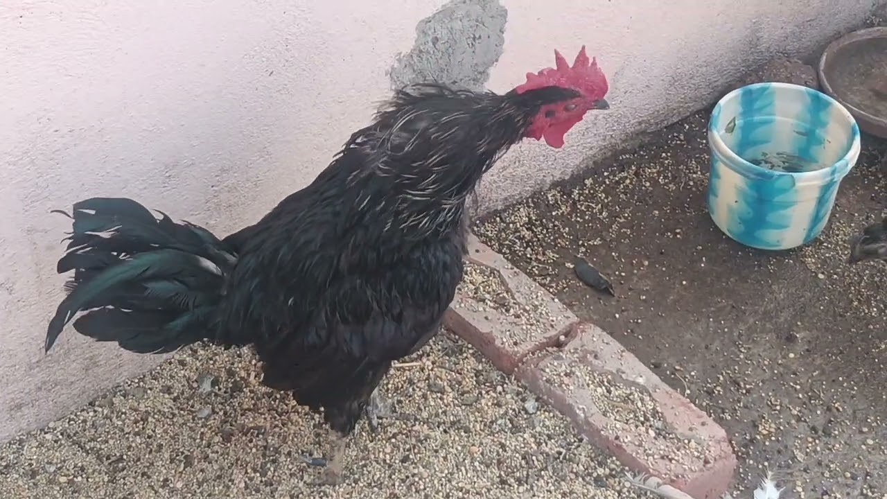 Aaj ki comedy video Charlie champion murga🐓 kahani aur chota bacha 🐦🐦 hasaya Ga aap || 