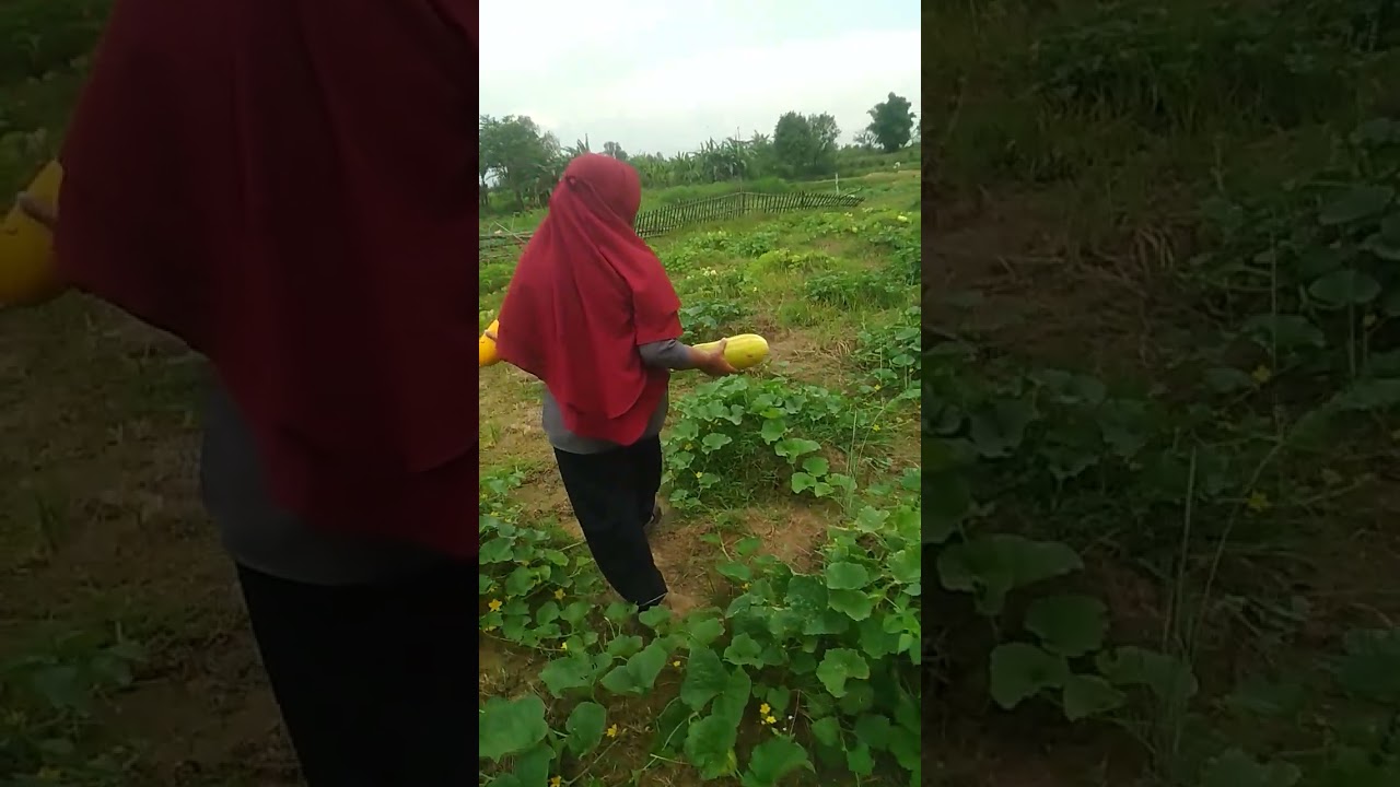 Alhamdulilah timun suri mas kita sudah panen lagi