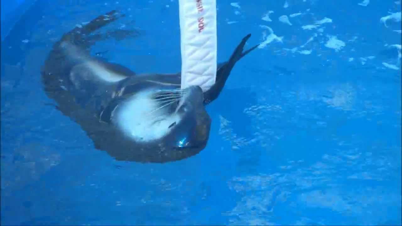 Seals Rocky & Adelaide Playing With Their New Toys AussieDog