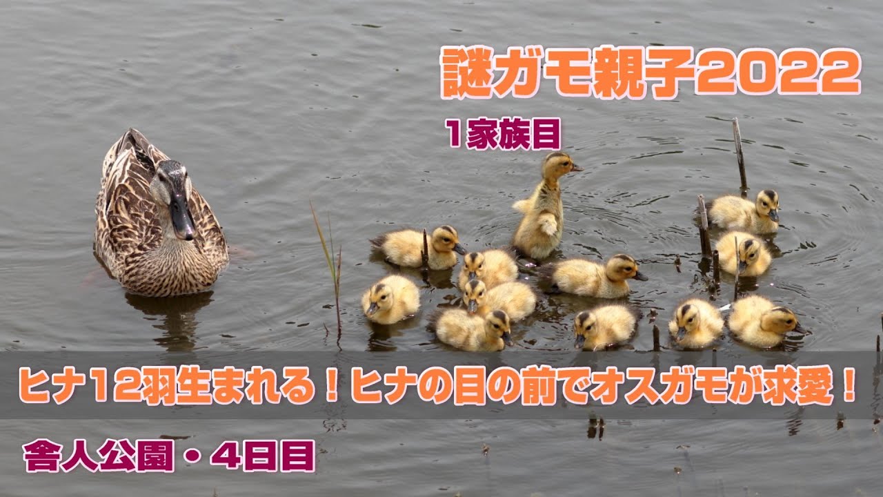謎ガモヒナ12羽生まれる！オスガモがヒナの面前でママに求愛！大丈夫？　舎人公園謎ガモ親子2022・4日め2022年5月6日