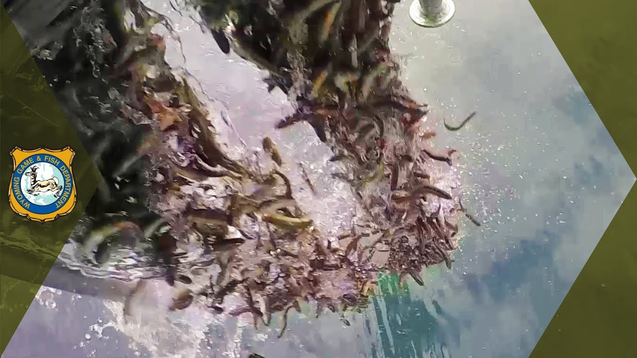 70,000 Fish Stocked In Alpine Lakes By Helicopter