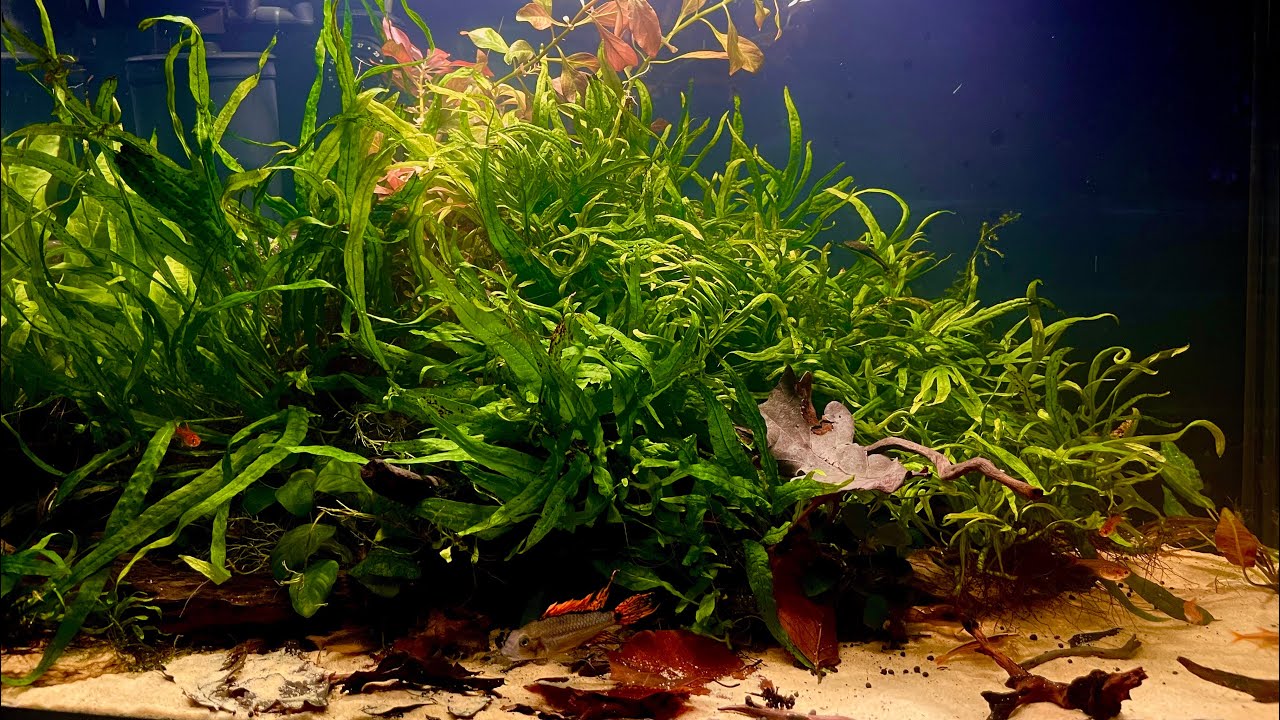 Tanie akwarium 72 litry. Aquael LEDdy XL Day&Night 60 2.0 LED akwarium