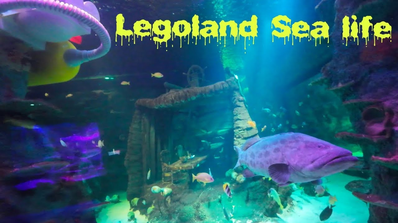 Inside Legoland Sea Life