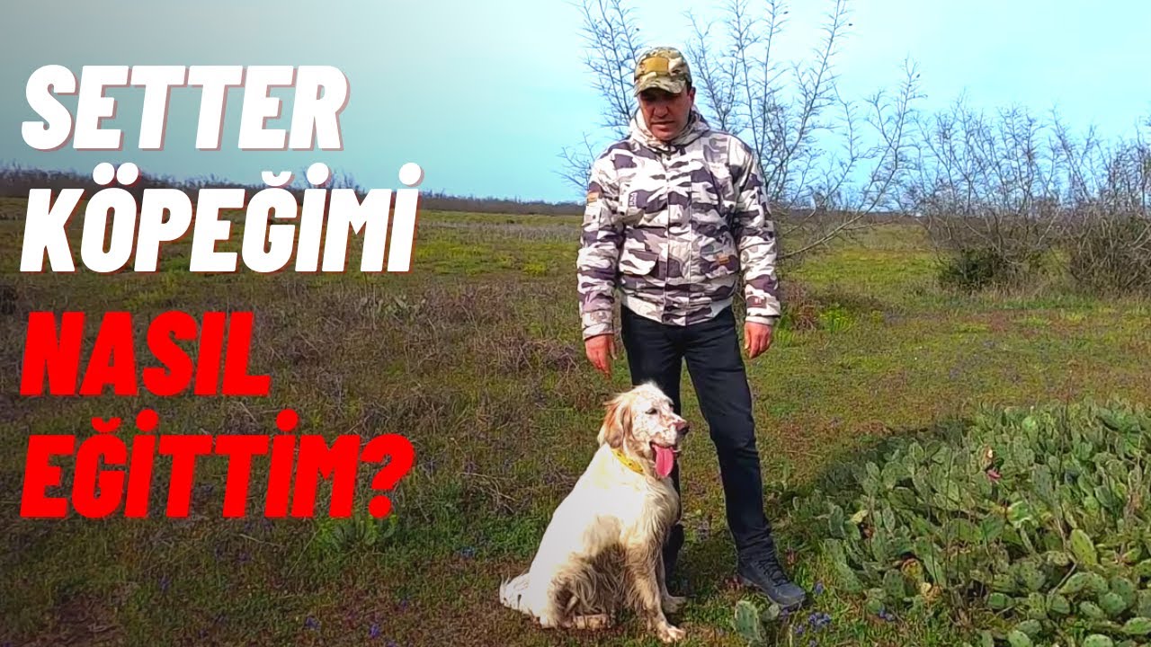 Av Köpeğimi Nasıl Eğittim? | Köpeğimizin Gelişim ve Ava Alışma Süreci