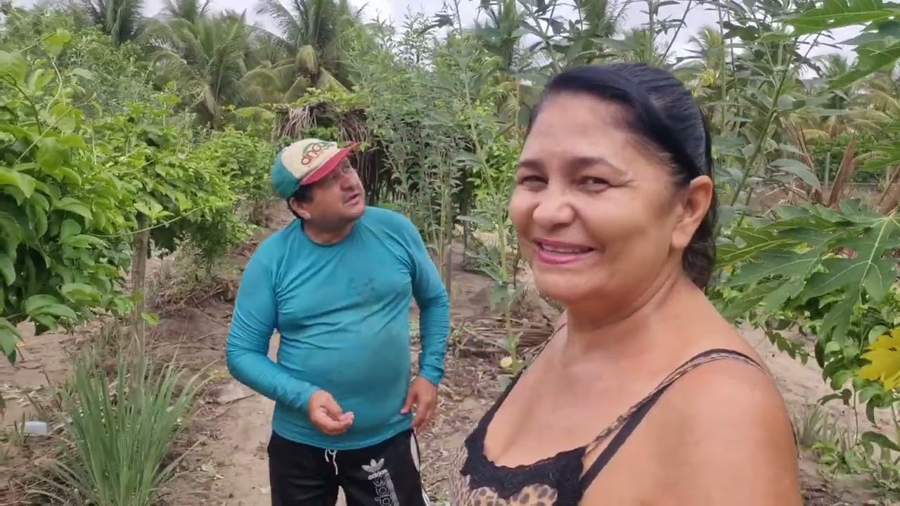 Olha Como Está Nossa Roça de Maracujá! 🍈🌿 Muita Produção no Recanto Sossego AL