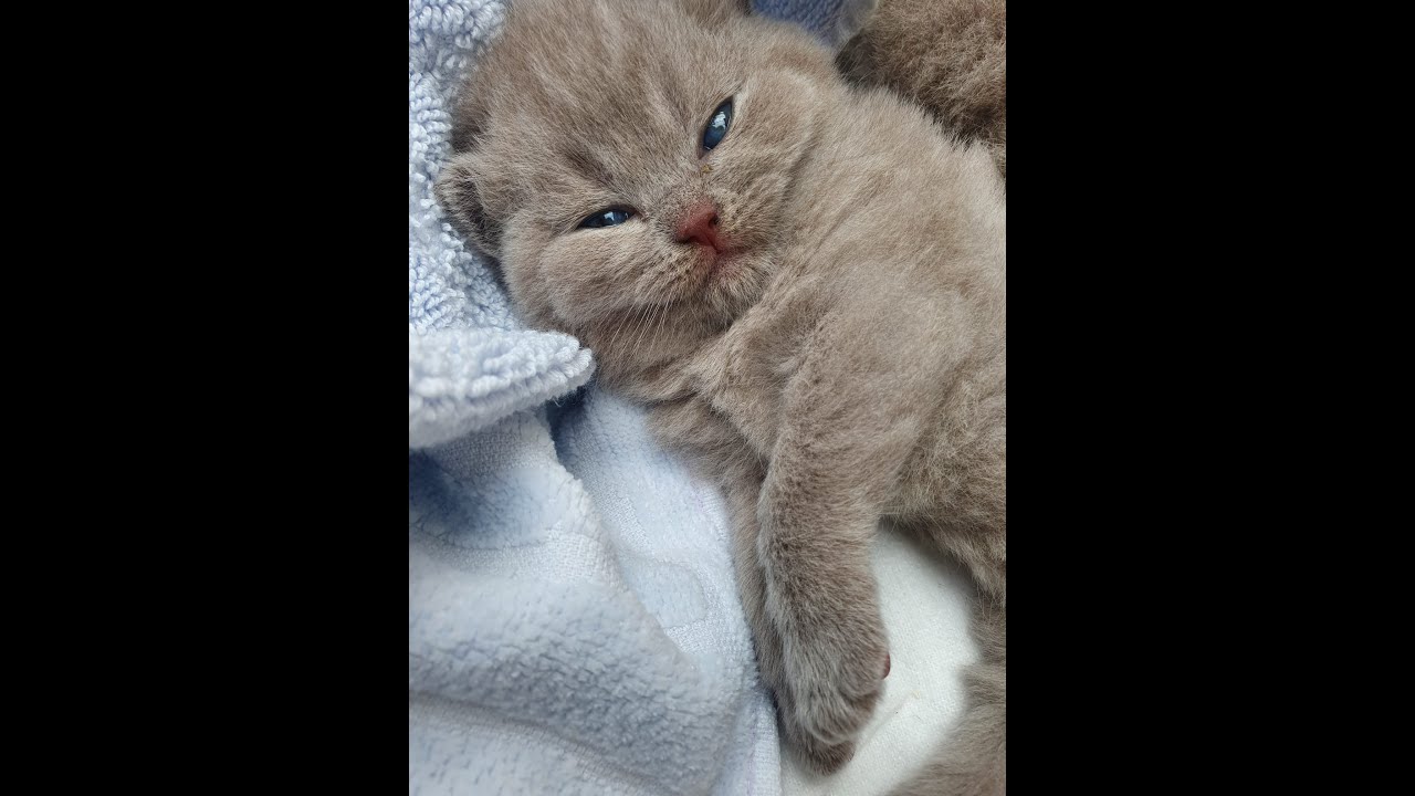Brits Korthaar kittens van nul tot vijf weken
