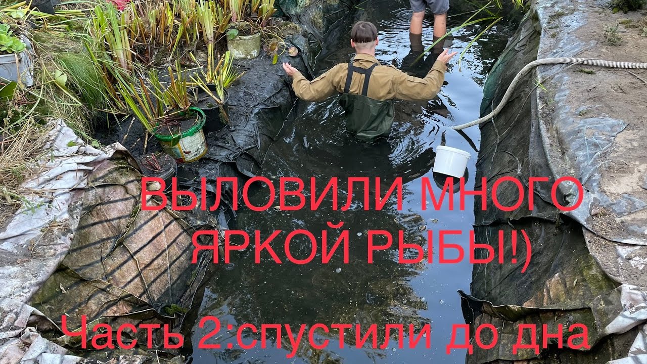 ВЫЛОВИЛИ ВСЮ АКВАРИУМНУЮ РЫБУ ИЗ ПРУДА Ч2. Спустили до дна, выловили и перевели в домашние аквариумы