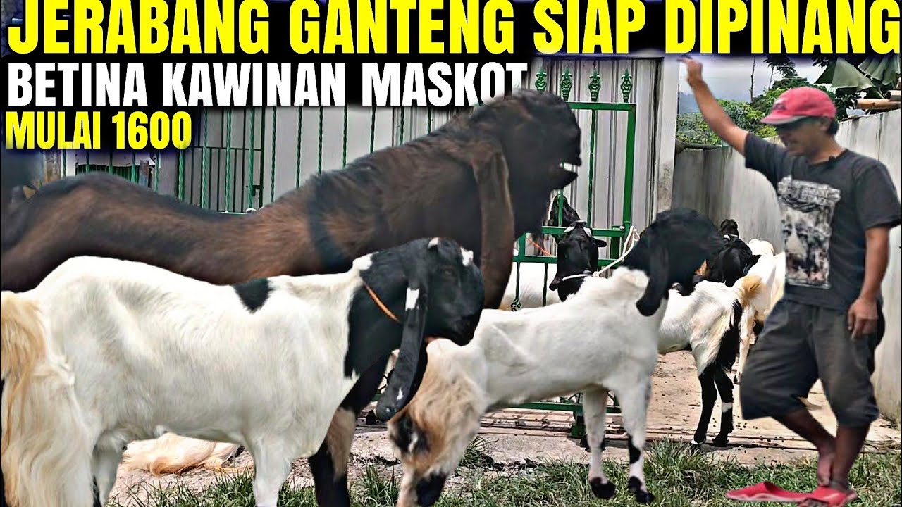 JRABANG SULTAN HARGA KAWAN...!!! Kambing PE Betina Kawinan MASKOT KANG NASIR