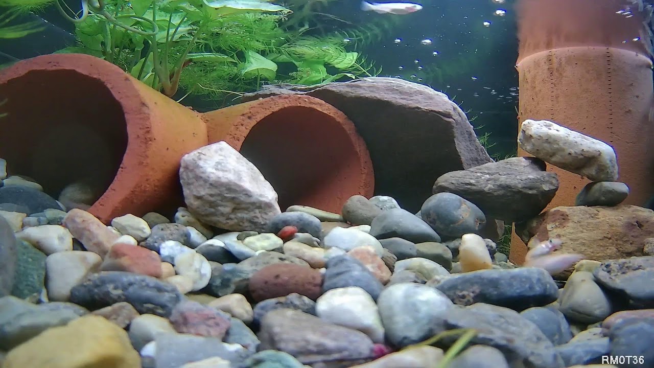 24/7 Betta Fish Live Stream — Ecosystem Pond