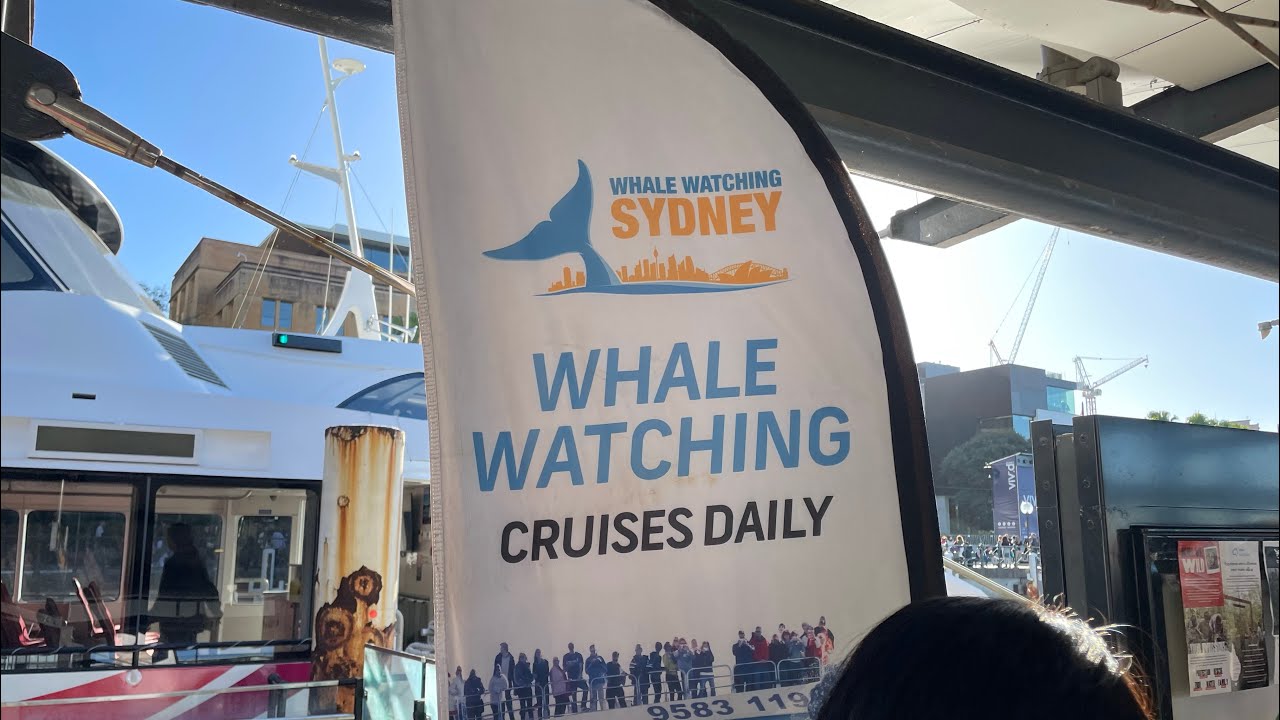 Whale watching in Sydney