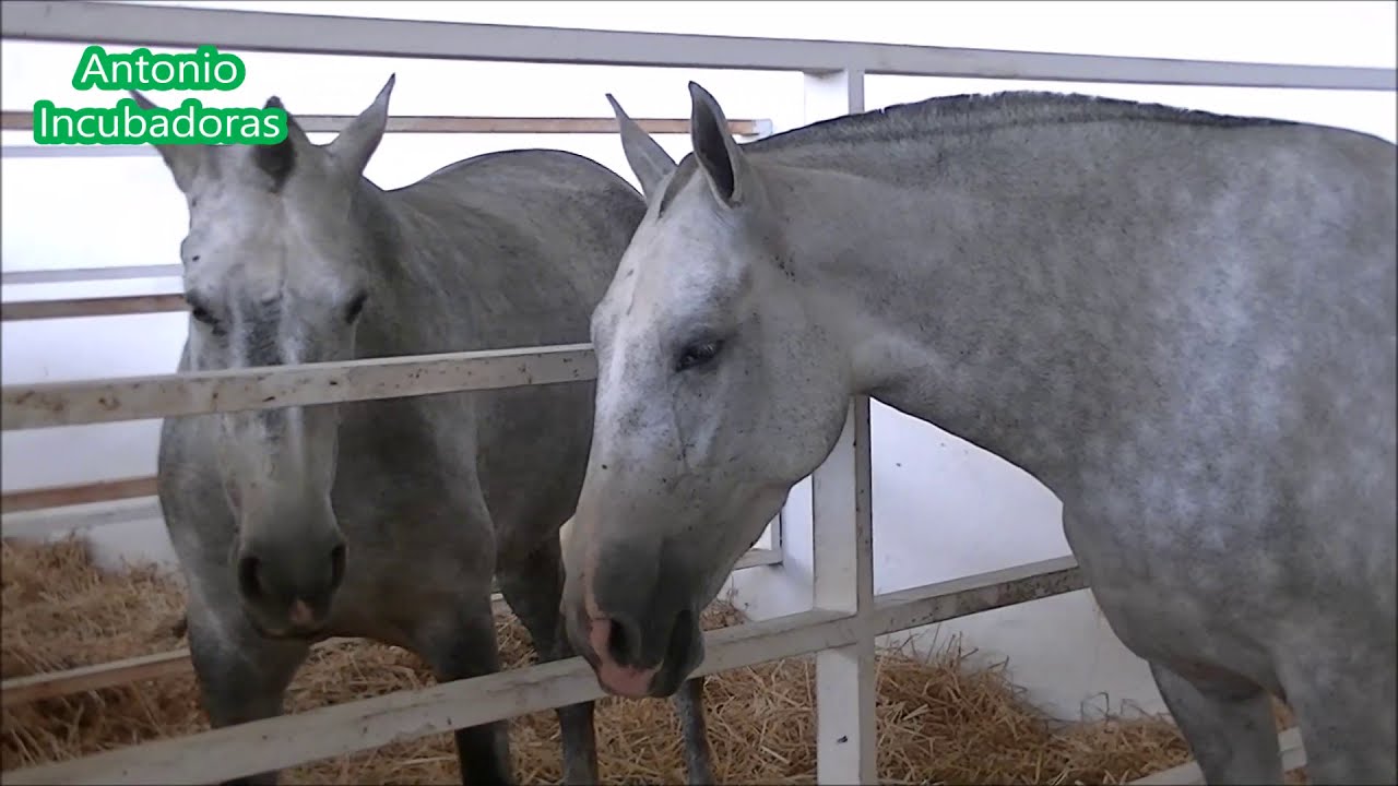 Caballos en Feria internacional del ganado de Zafra.