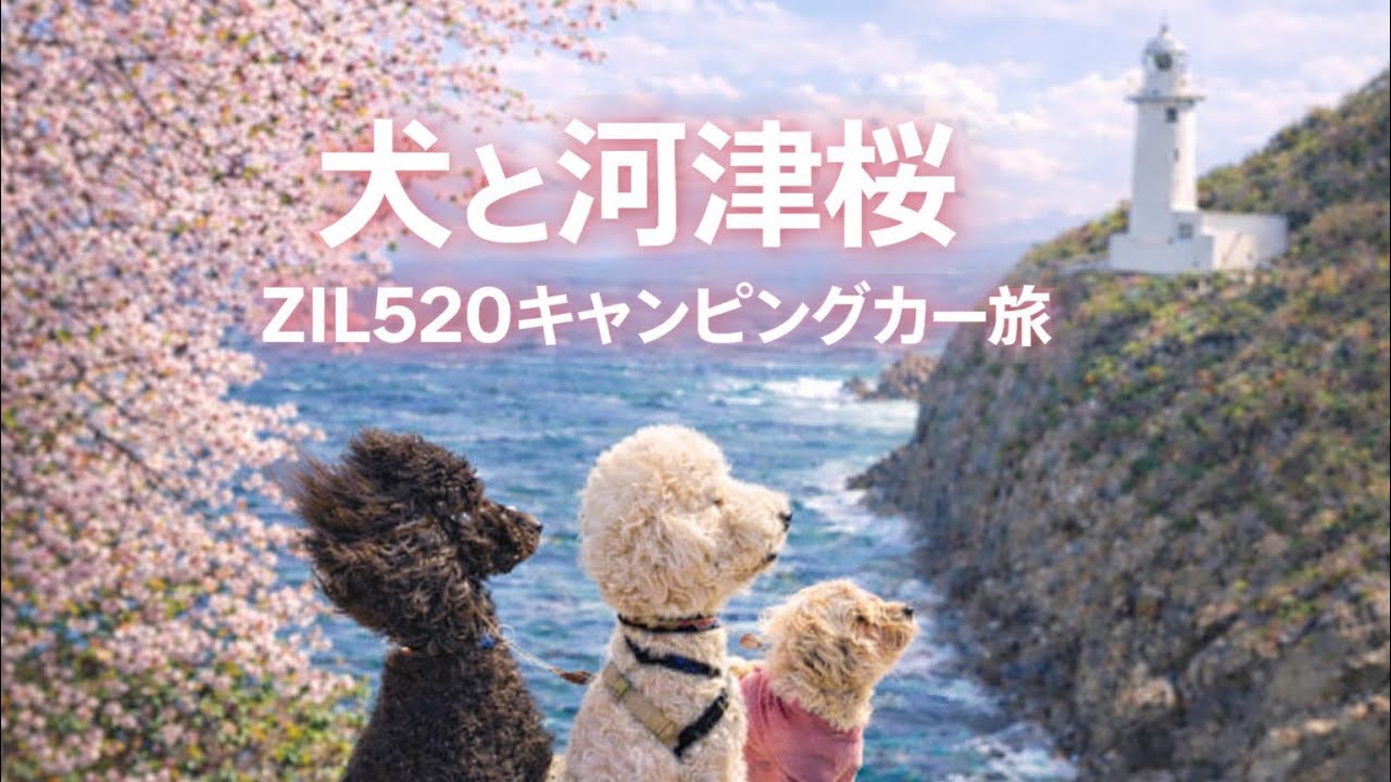 伊豆半島　河津桜を満喫
