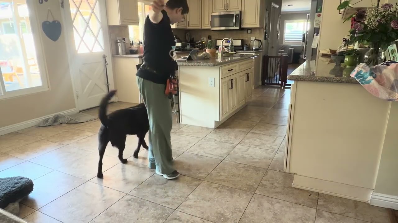 Demo: dynamic impulse control - ignoring food in hand during heeling, with Maisy