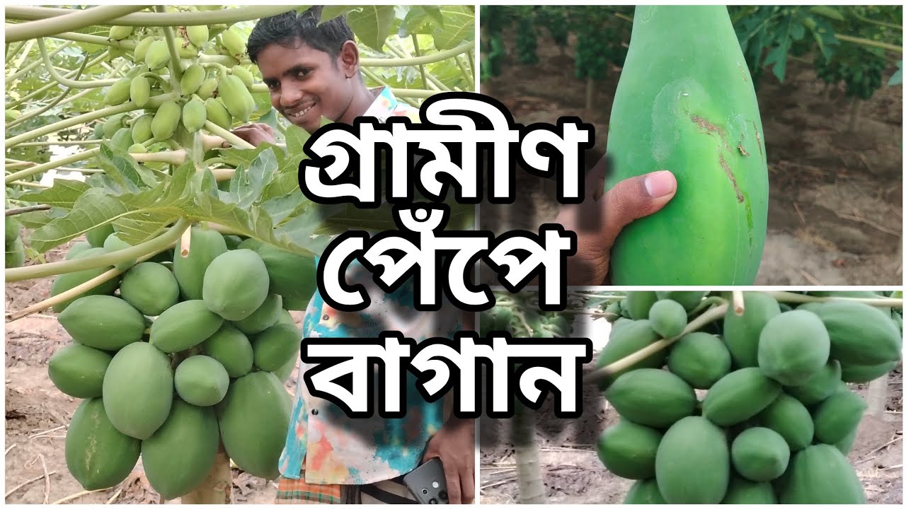 গ্রামীণ পেঁপে বাগান | মানিকগঞ্জ