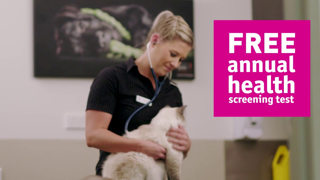 Greencross Vets   Dr Kirsty Talks Healthy Pets Plus
