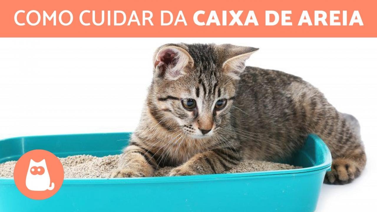 CUIDADOS BÁSICOS com a CAIXA de AREIA de um GATO 🐱 (Tipos de Areia e Limpeza)