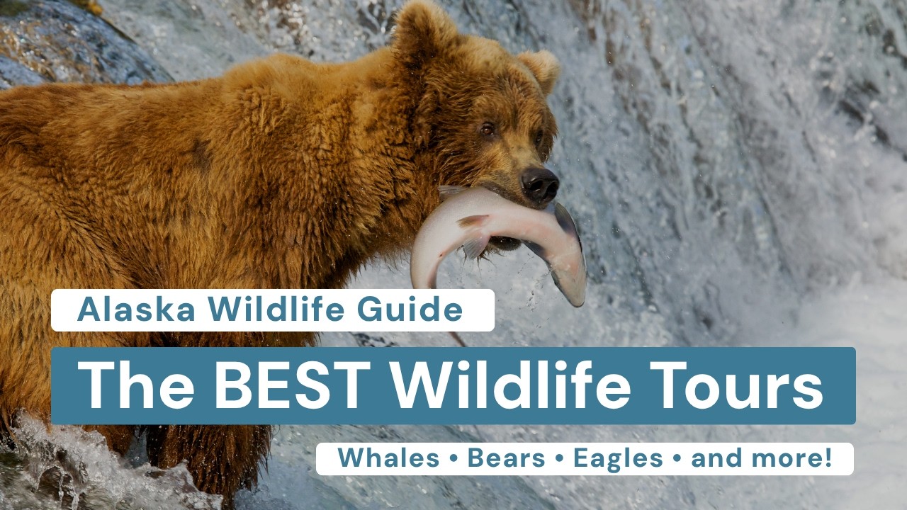 The BEST Ways to See Wildlife in Southeast Alaska