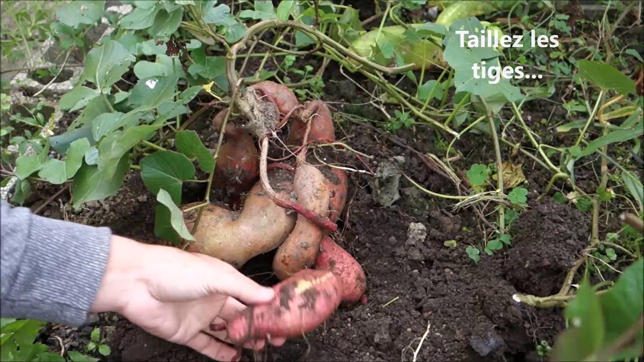 25- Récolte de la patate douce: quand et comment faire ?