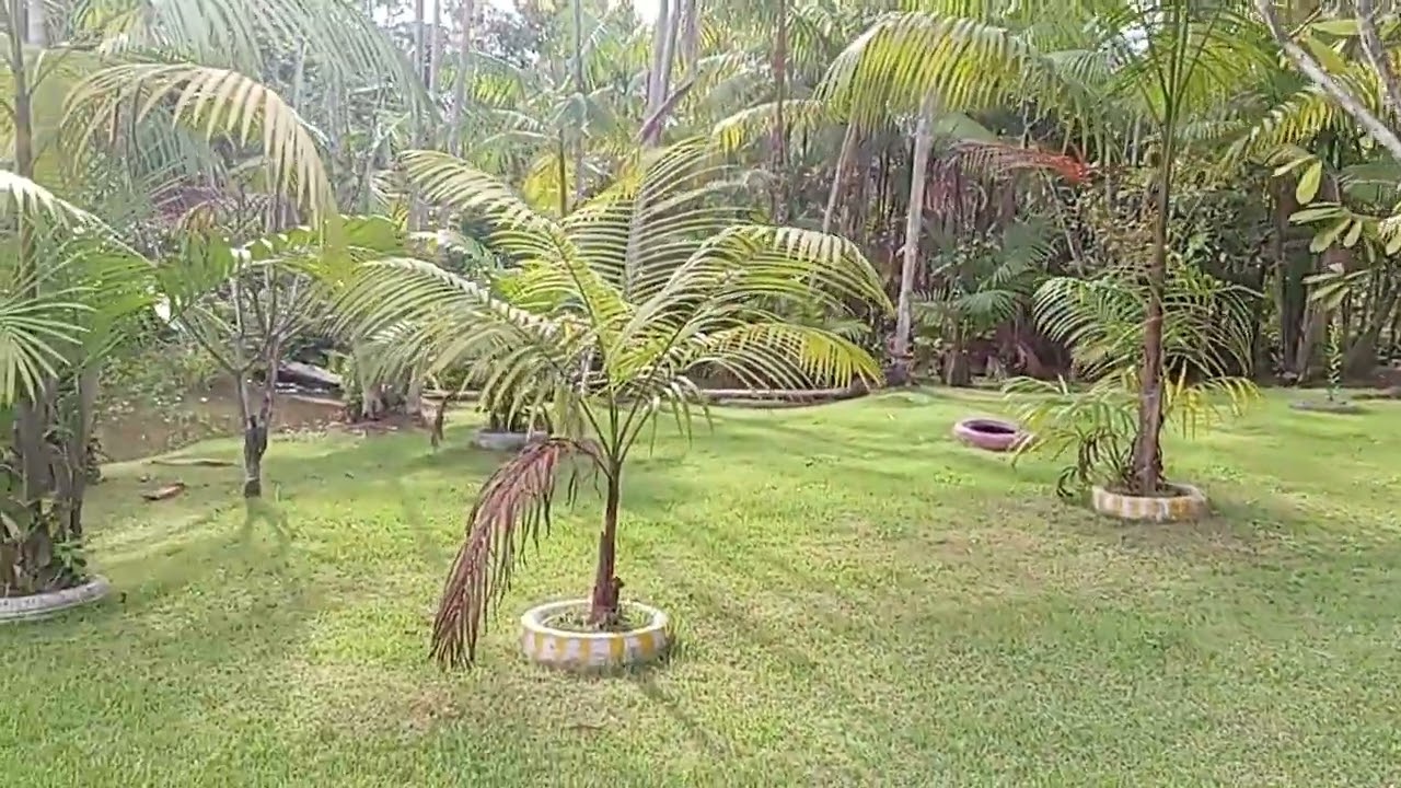 A grama tá verdinha 