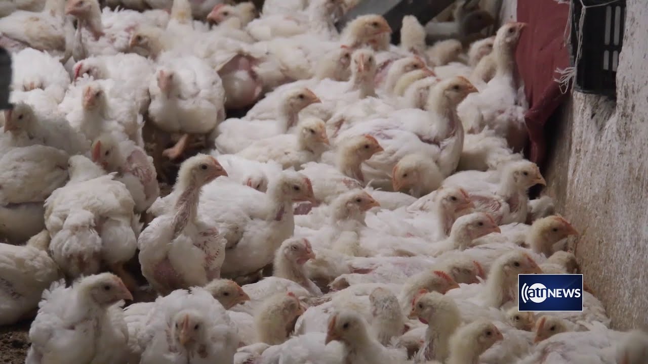 Poultry farm owners concerned about rising feed prices | نگرانی فارم داران مرغ از افزایش مواد خوراکی