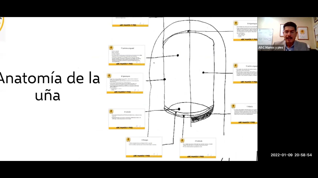 Anatomía de la uña | ABC manos y pies La Academia
