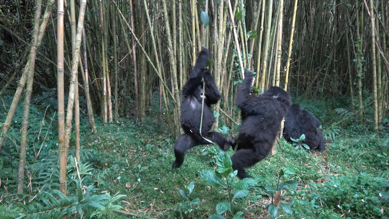 特別難忘的旅遊紀錄片（1）非洲與大猩猩共存  Rwanda Gorilla Trekking