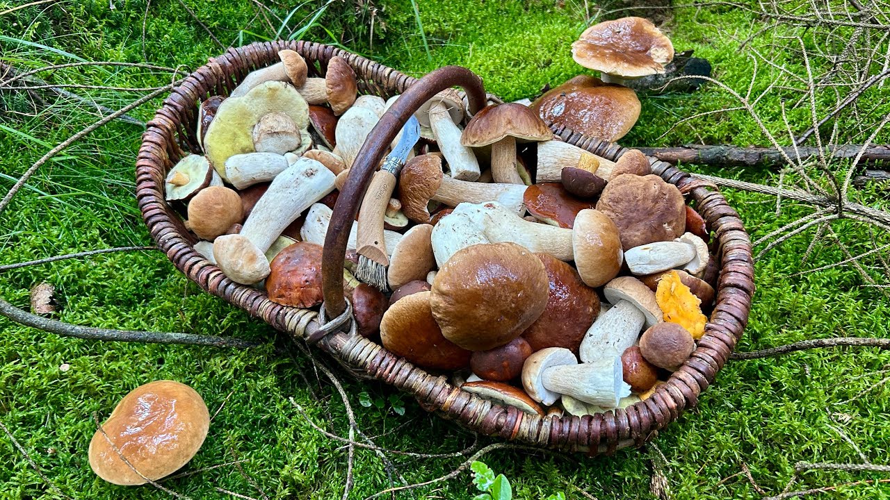 Zaczęło się! 🍄 Wysyp borowik&oacute;w i podgrzybk&oacute;w 🤩