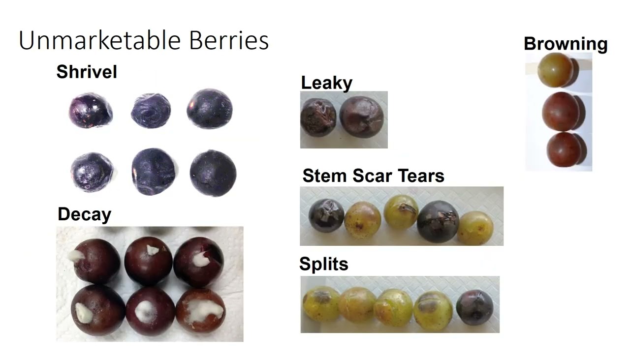2022 Virtual Muscadine School: Post-harvest of muscadine grapes