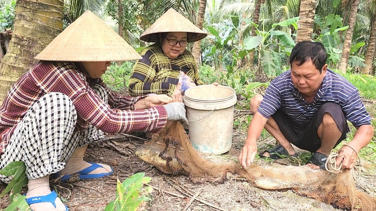 Thấy Phát Ham Khi Mỗi Lần Gia Đình Ra Vườn Chài Cá Dính Con Nào Cũng Cỡ Bàn Tay | BQCM & Family 