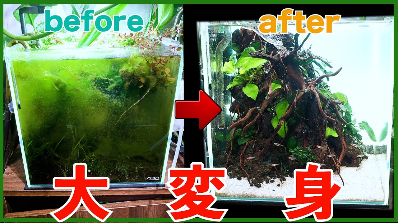 【アクアリウム】放置しすぎた30cmキューブ水槽をリセット＆立ち上げ！〜リセットから完成まで一気に〜