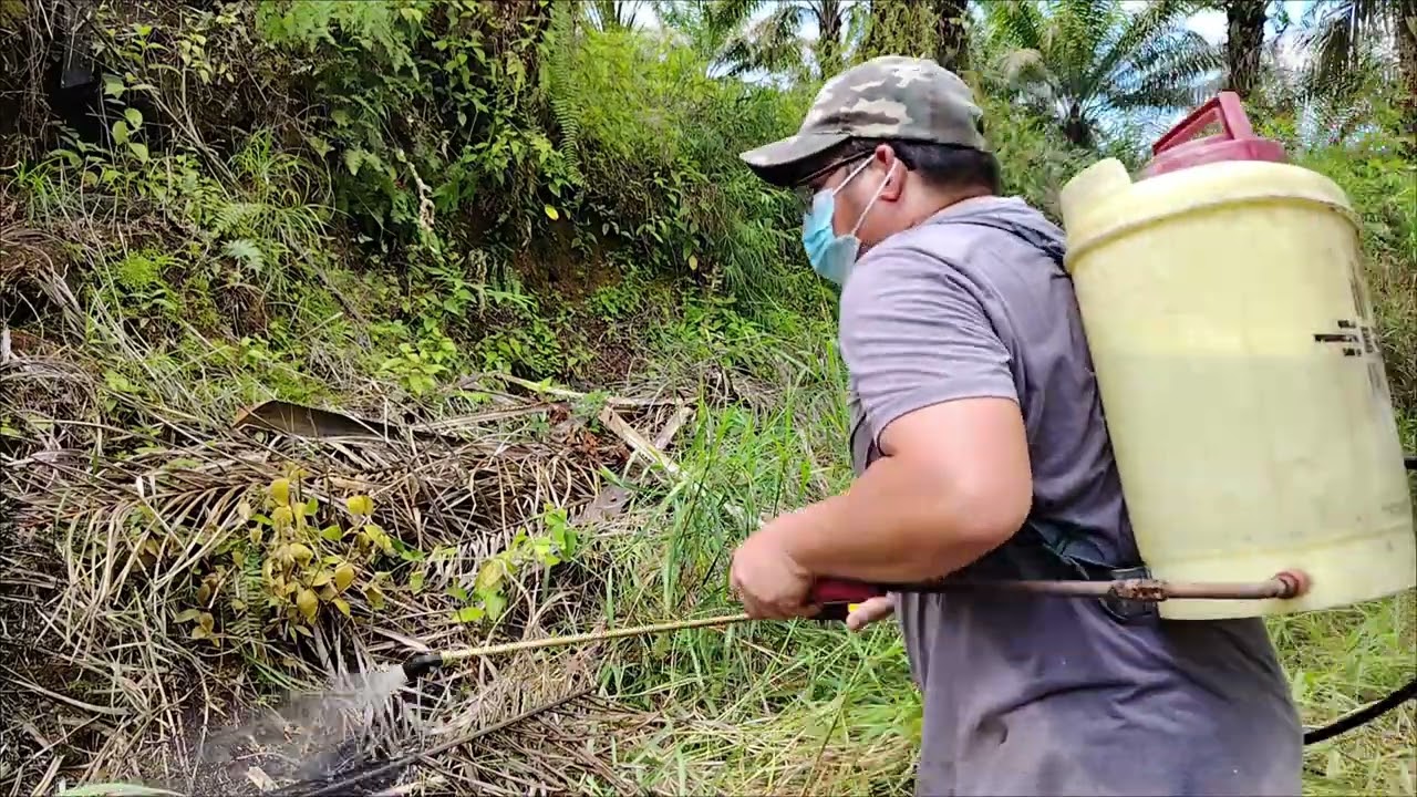 rumput di kebun sawit mulai panjang, melakukan kerja Spray