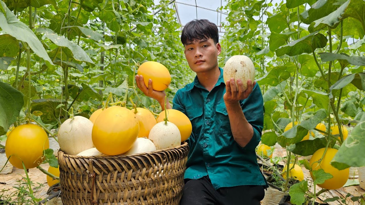 Harvesting cantaloupe, going to the market to sell, Daily work, Forest life