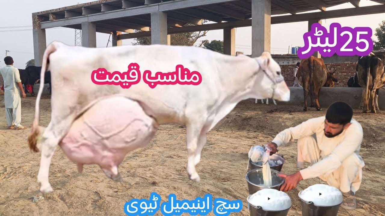 03466152628 Australia cross cow | nukri gay | cholistani friesian cross cow 