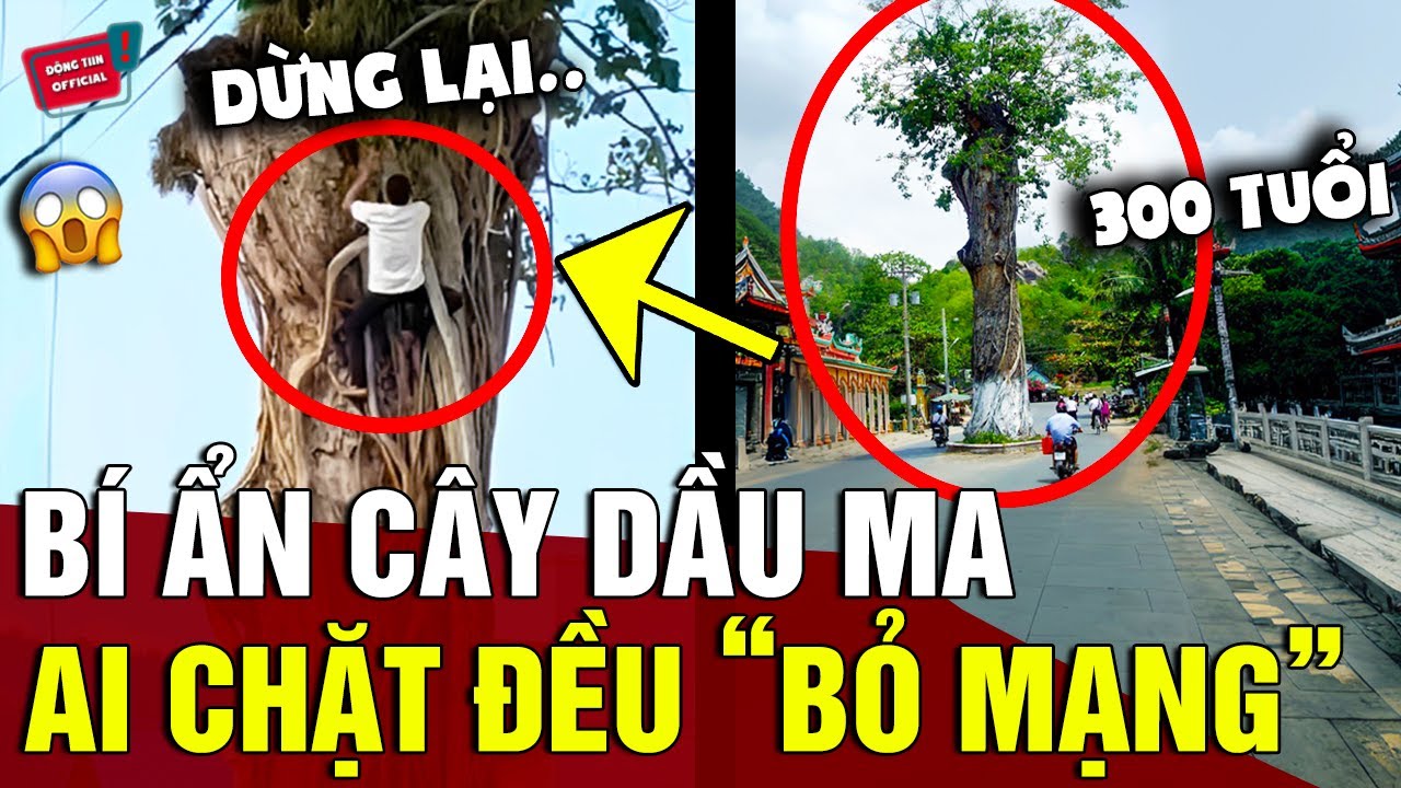 Bí ẩn 'CÂY DẦU 300 NĂM TUỔI' nằm giữa đường, hễ ai dám 'CHẶT BỎ' đều phải 'BỎ MẠNG' | Động Tiin