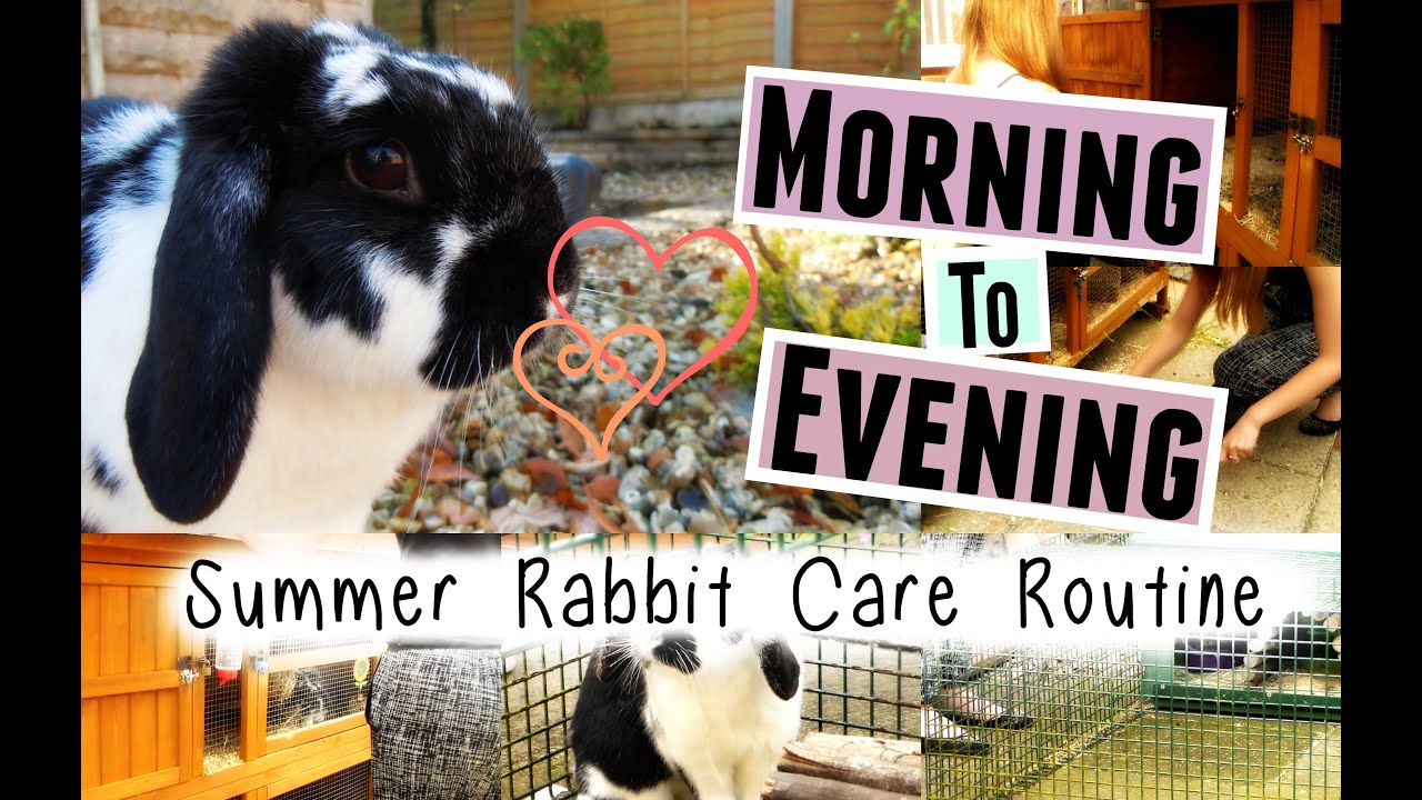 SUMMER RABBIT CARE ROUTINE: Morning To Evening | RosieBunneh