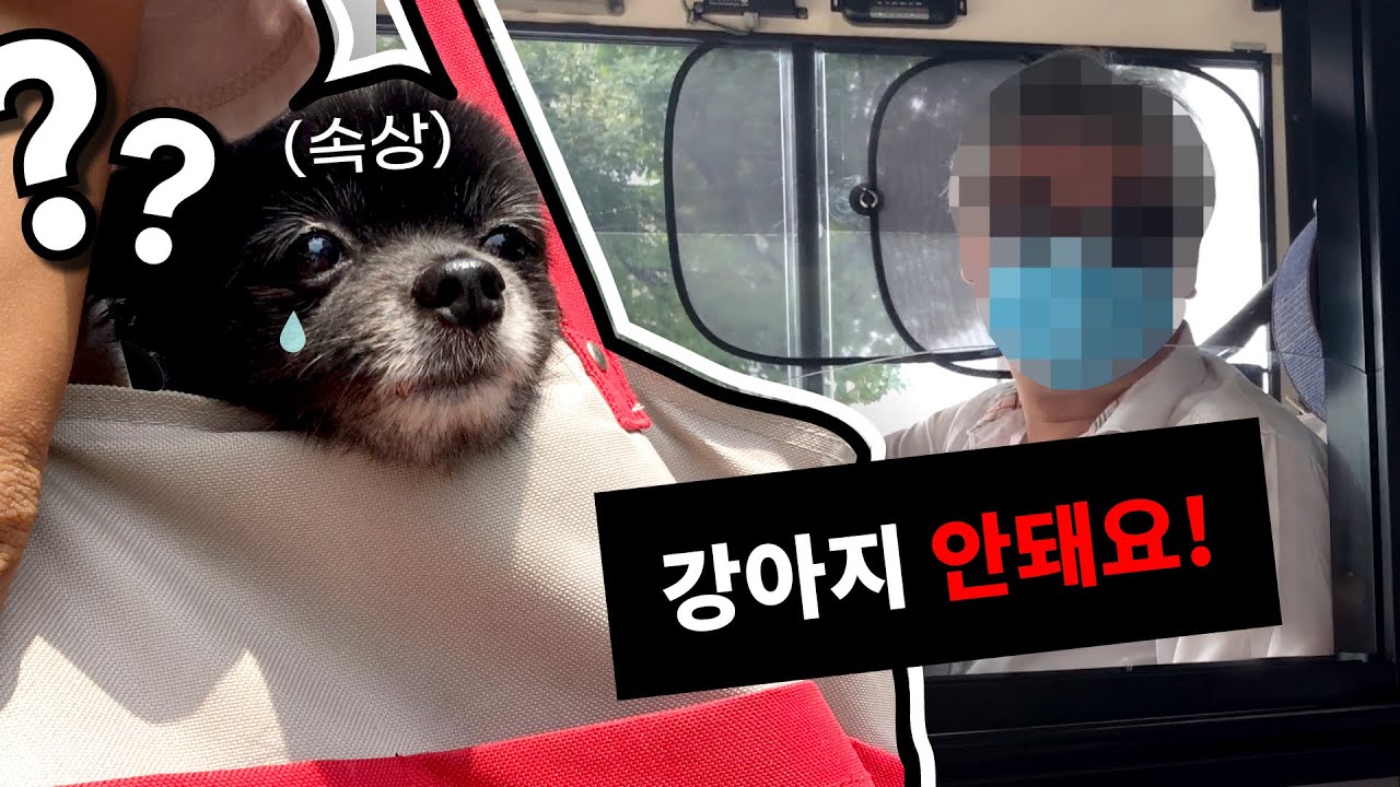 강아지 승차거부 안 당하는 법 (지하철/버스)