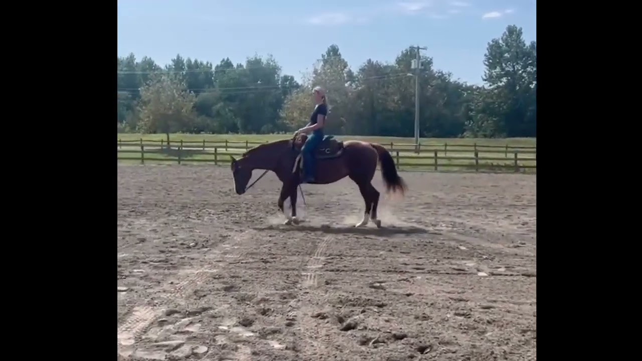 Sandy 2022 AQHA/APHA mare 