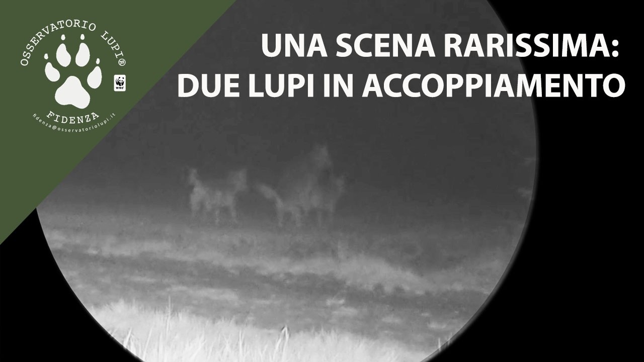 Una scena rarissima: due lupi in accoppiamento
