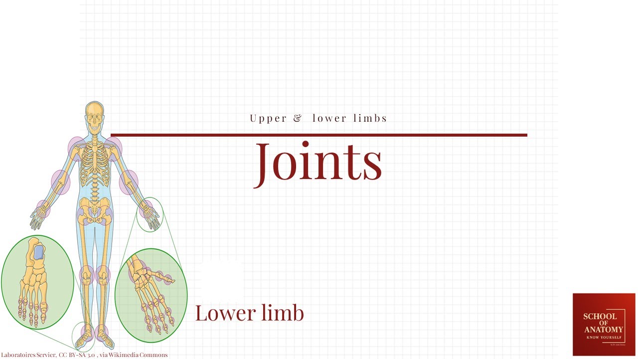 lower limb joints (مفاصل اندام تحتانی)