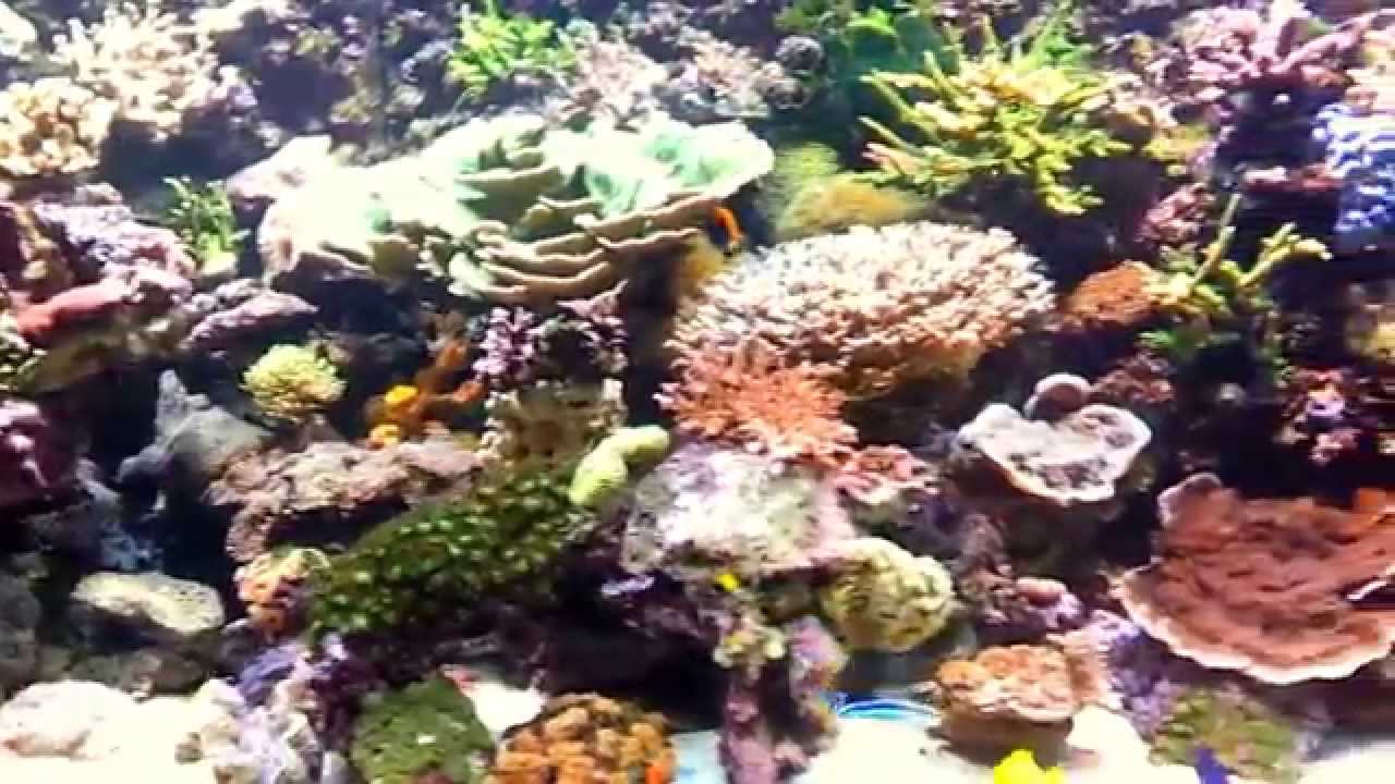 Akwarium Morskie Rafowe 3000 litrów Argus Aquarium Design&Garden 695 80 70 66
