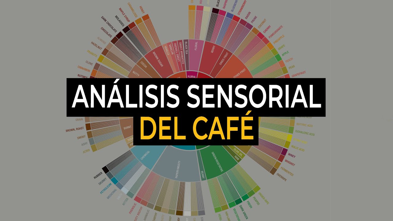 Análisis sensorial del café | Se habla café