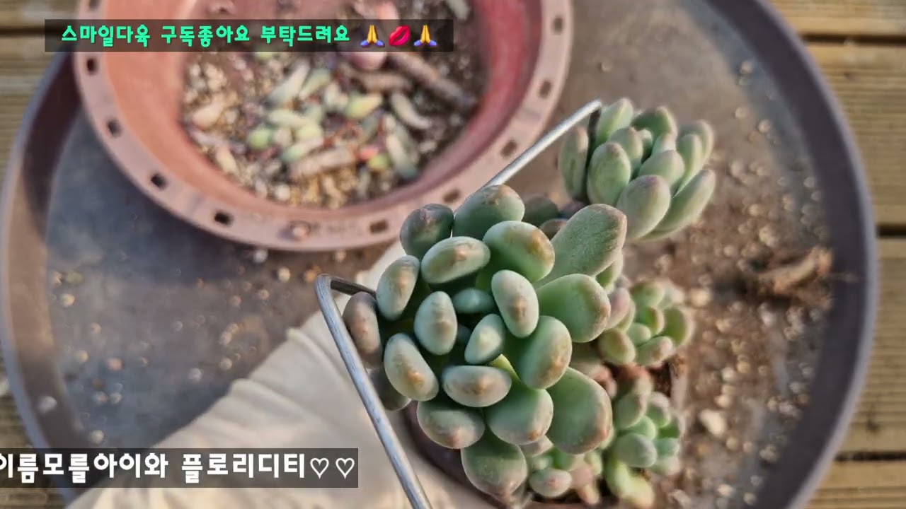 #스마일다육 이름이 입안에서 맴~맴 미쳐부러요 #플로리디티와 이름표분실한 이쁜아이 분갈이했어요