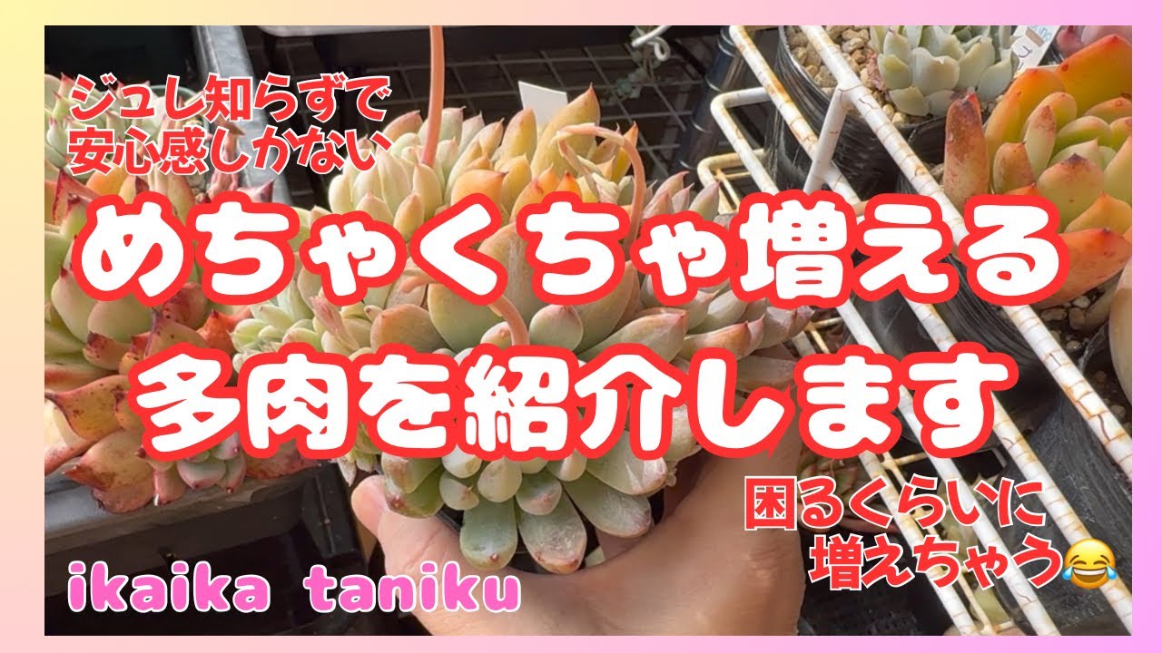 #229 『多肉植物』めちゃくちゃ増える多肉を紹介