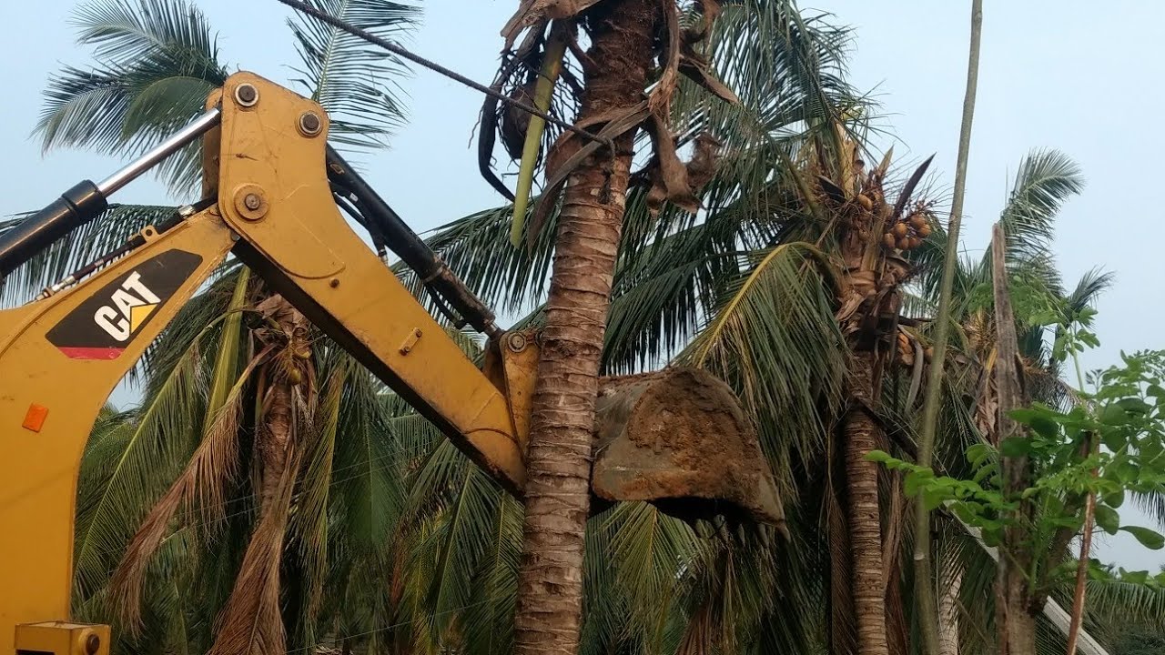 Restore Fell down Large coconut trees in India/Replant uprooted coconut trees