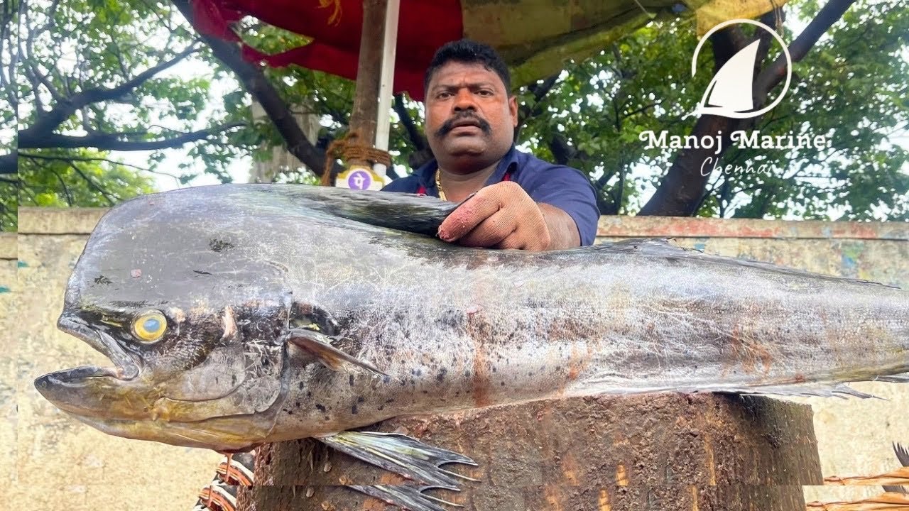 KASIMEDU FISH CUTTING FISH CUTTING SKILLS | FISH CUTTING VIDEOS FISH CUTTING SELVAM #kasimeduselvam