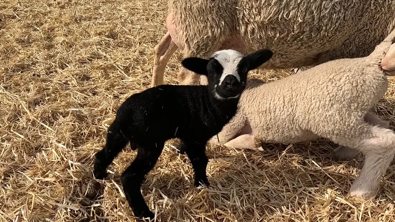 A Crazy Day During Lambing Season!