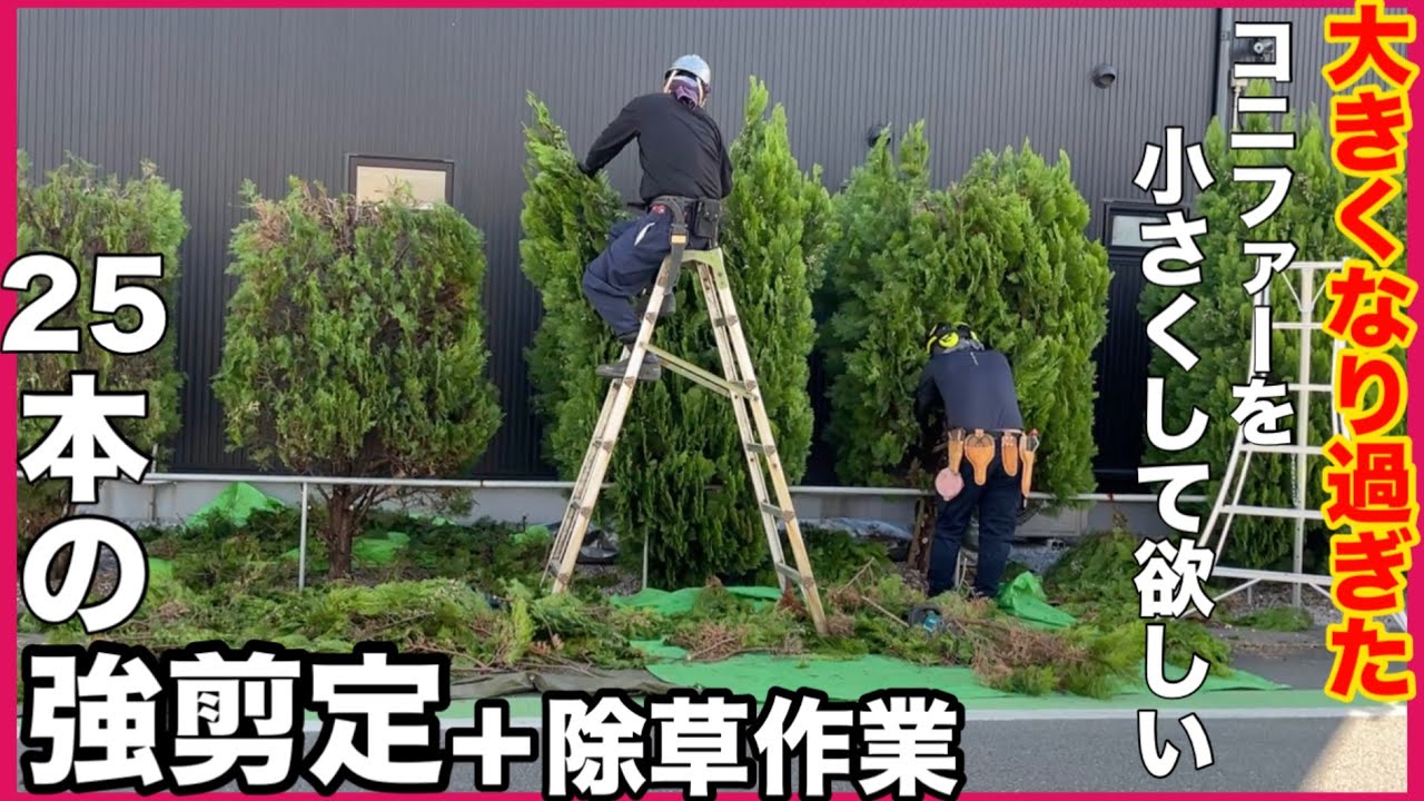 【仕事】大きくなりすぎたコニファーを小さくしてほしい！　コニファーの強剪定、植木剪定、除草作業