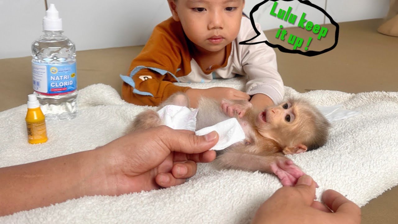 Baby Monkey Lulu receives full of love care from Bi and Dad.