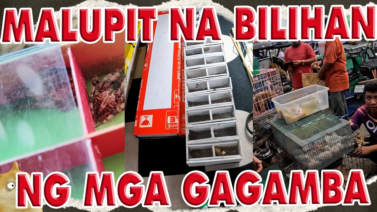 GAGAMBA HUNTING SA BOCAUE TIANGE #kulotskietv  #gagamba  #fypシ゚viral