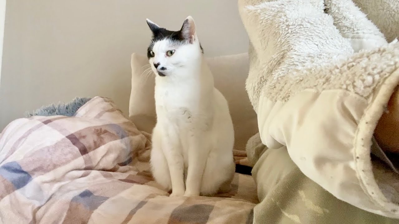 猫に嫌われたかもしれません…